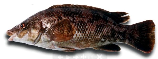 Labrus bergylta_03